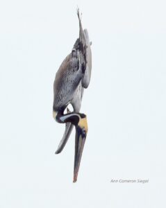 Brown pelicans turn their heads and bodies slightly to the left to protect their trachea and esophagus