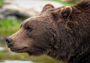 brown bear, grizzly bear, bear